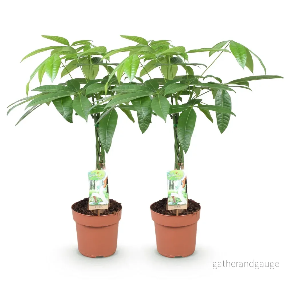Pachira Aquatica flätad stam – Set om 2 – Kruka 17 cm - Bild 3