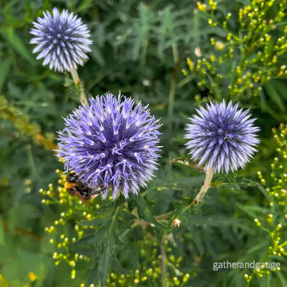 Blå Bollar (Echinops ritro) ’Echinops ritro’ Blå Bollar (Echinops ritro) ’Echinops ritro’