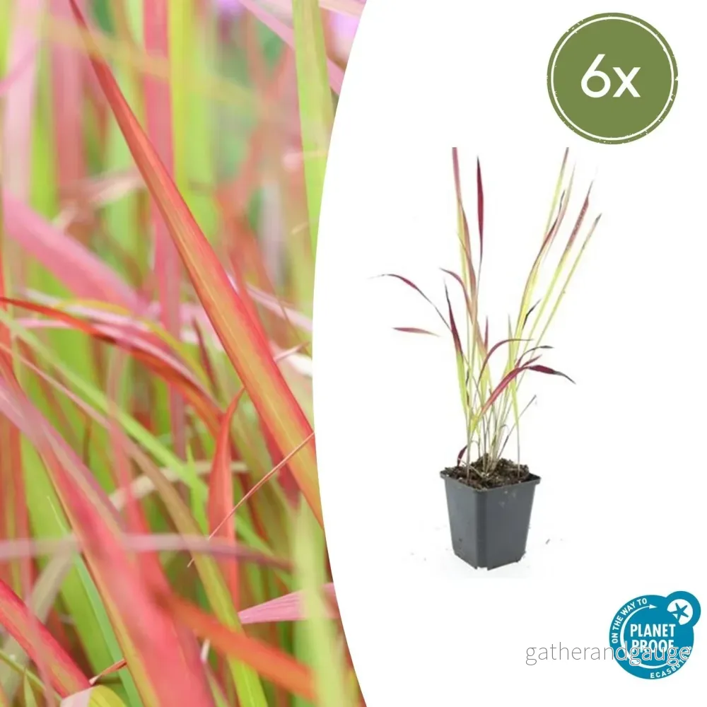 Japansk Blodgräs (Imperata cylindrica) 'Red Baron' - Bild 2