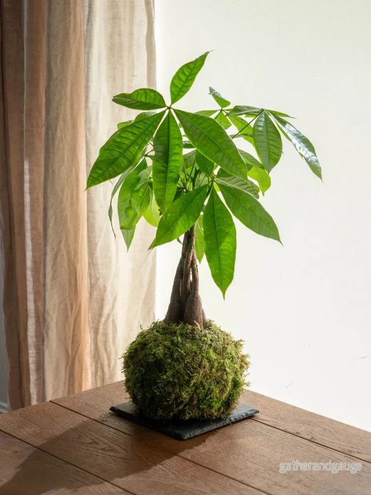 Kokedama - Pachira - Bild 2