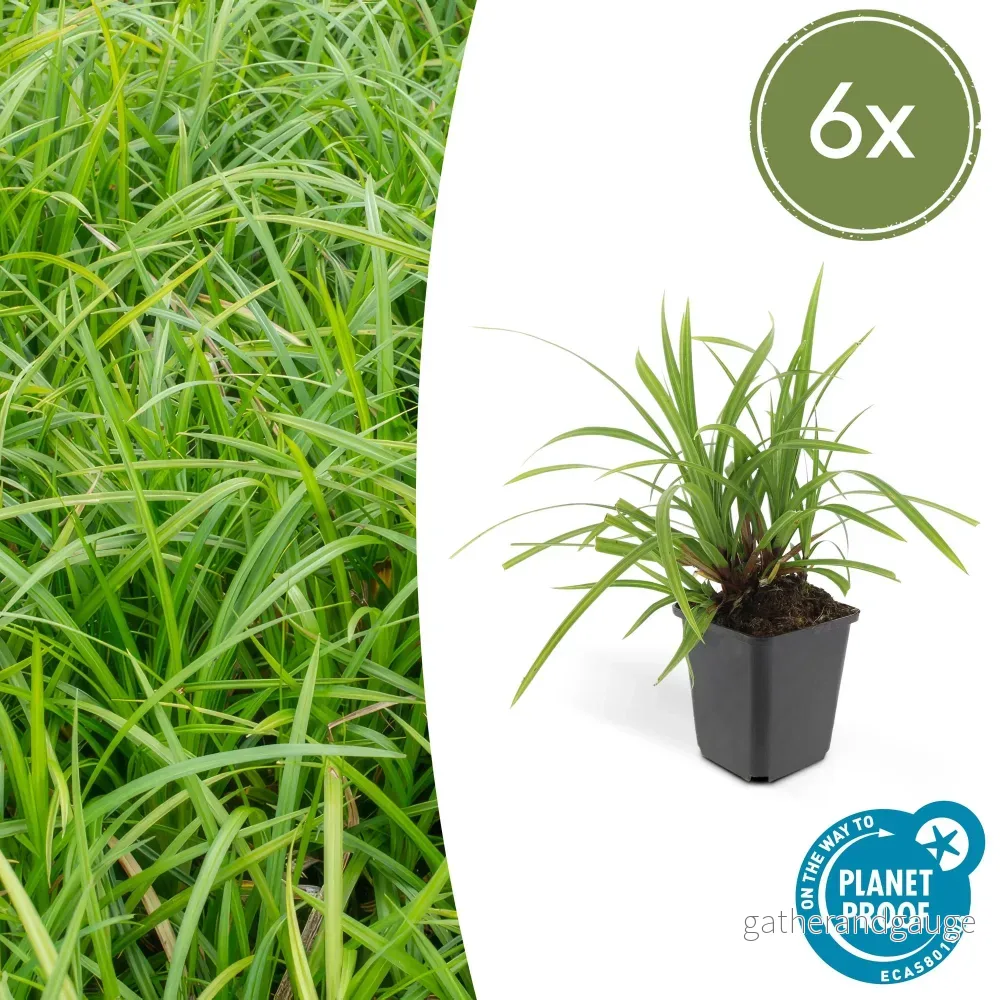 Japansk Starr (Carex morrowii) 'Irish Green' - Bild 2