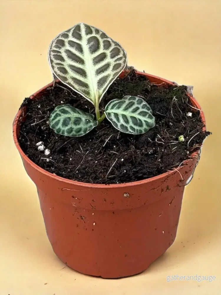 Labisia Sköldpaddrygg