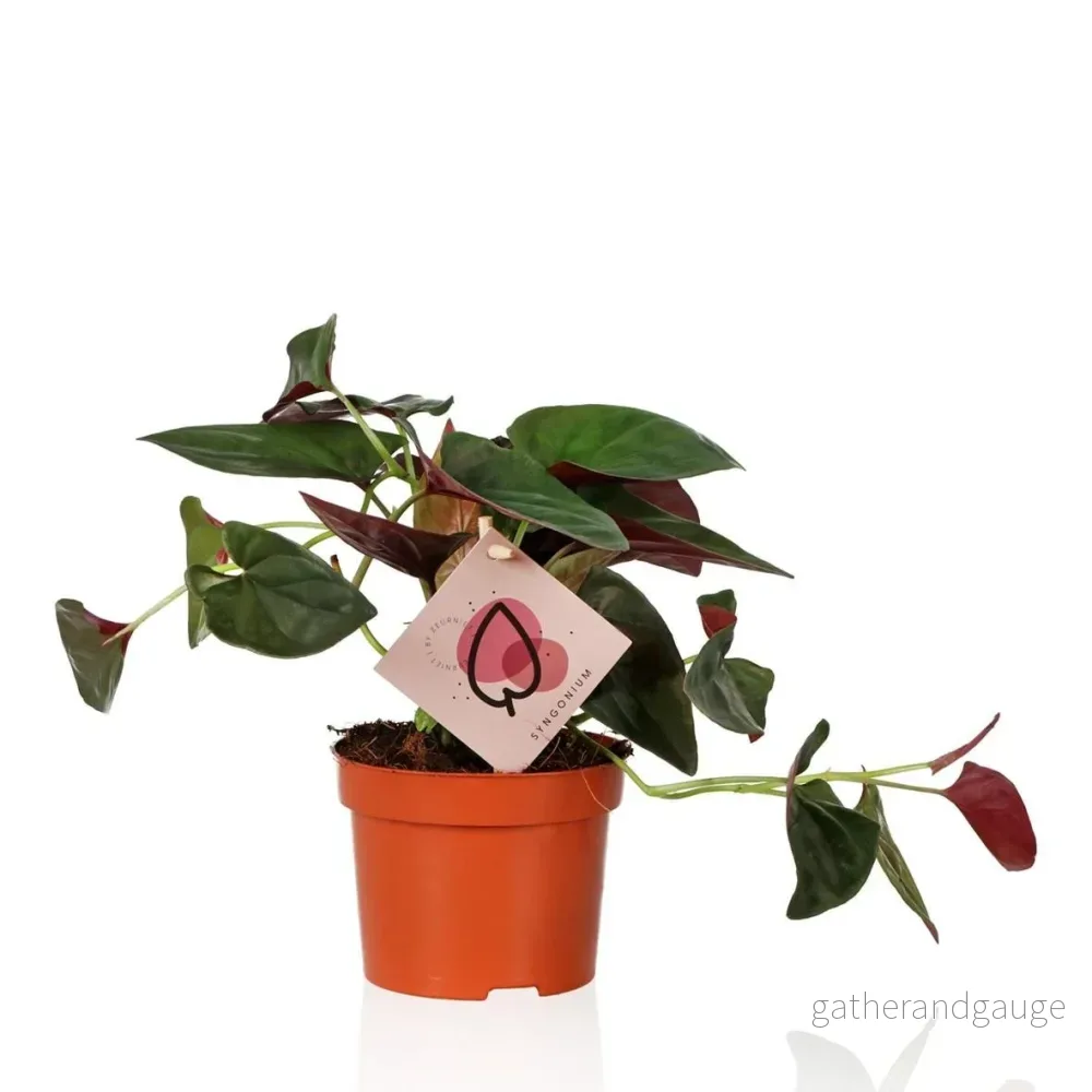 Syngonium röd pil - Bild 2