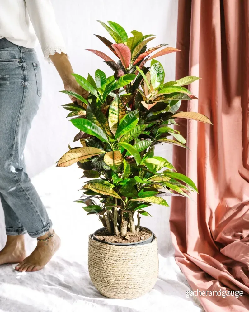 Codiaeum Croton Iceton Codiaeum Croton Iceton