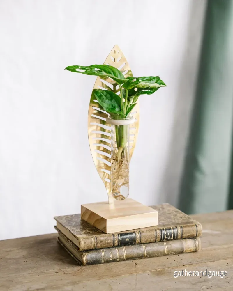 Monstera stickling och dess gyllene blad