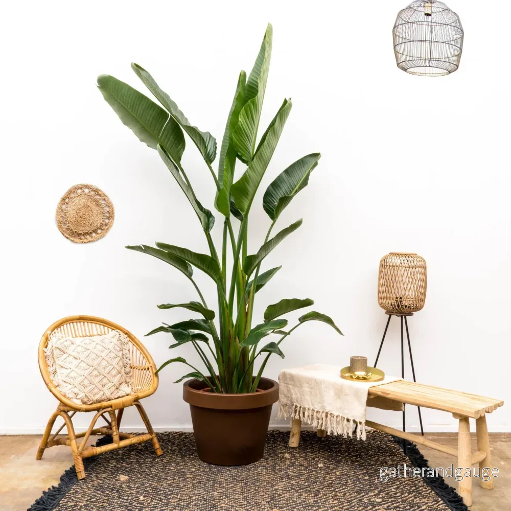 Strelitzia Augusta flerstammad - Bild 3