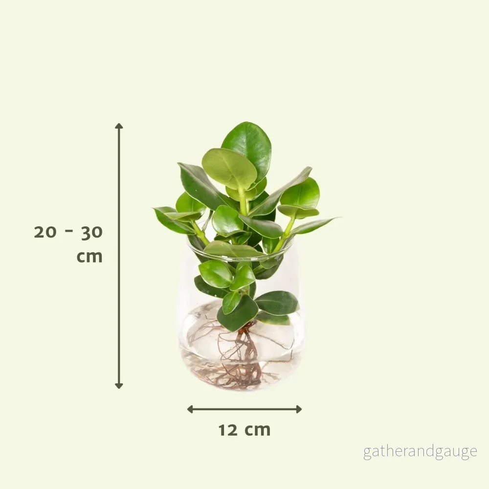 Clusia i hydroculture och sin vase i glas - h30cm, Ø12cm - Bild 3