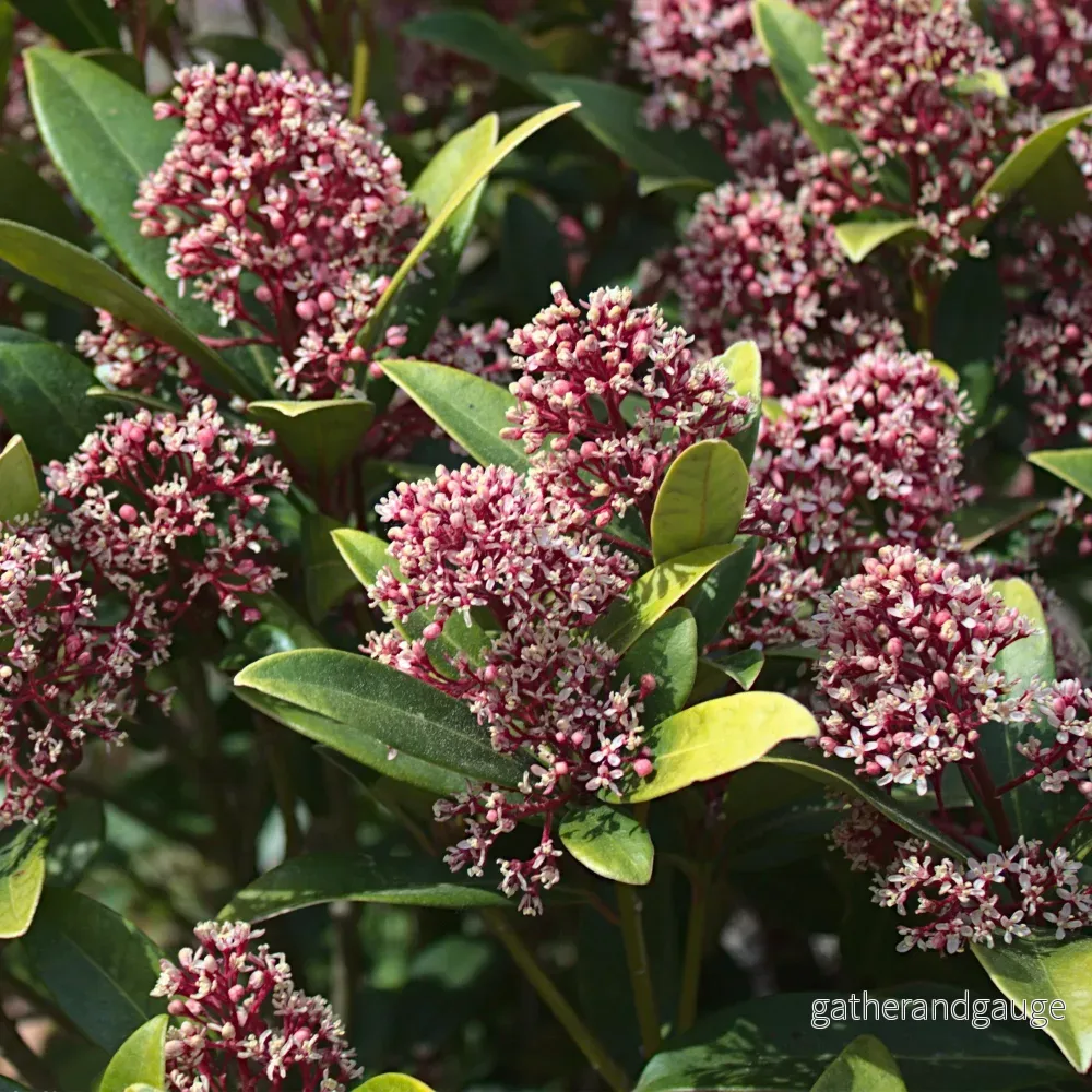 Skimmia Från Japan (Skimmia japonica) 'Rubella' - Bild 3