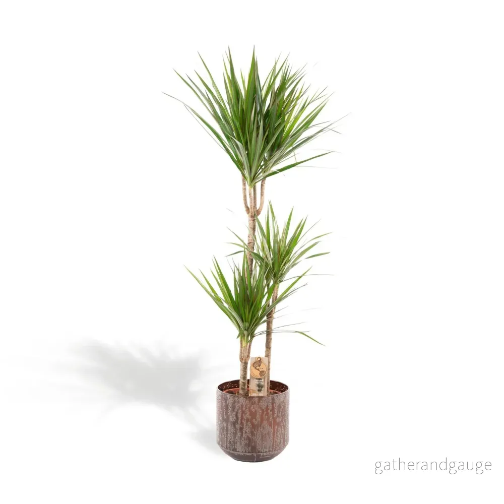 Dracaena och dess cache h120cm Dracaena och dess cache h120cm