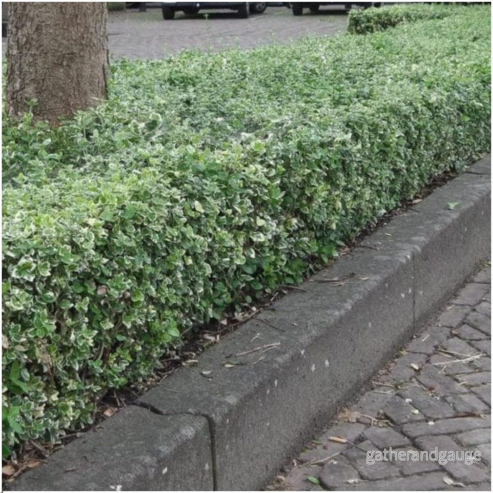 Euonymus - Bild 3