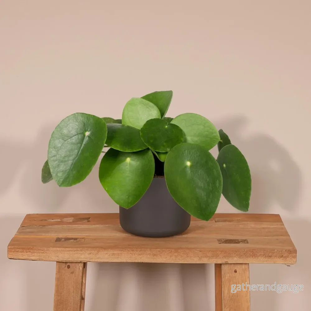 Pilea Peperomiodes h20.0cm - Bild 2