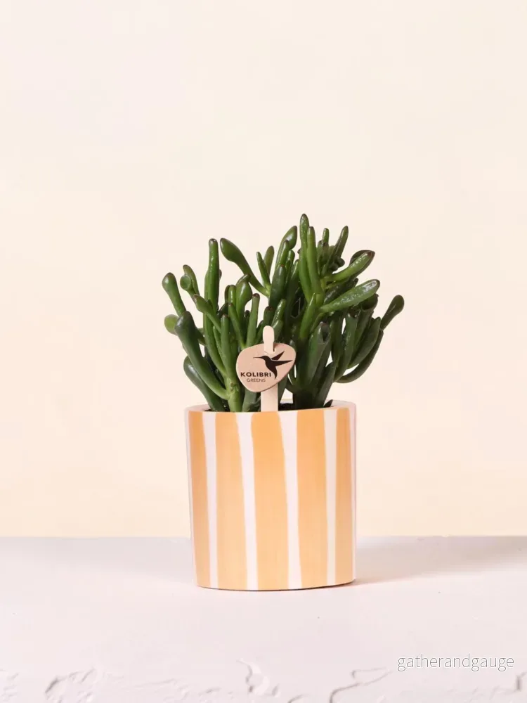 Suckulent Crassula Hobbit + kruka Målad Stripe orange Suckulent Crassula Hobbit + kruka Målad Stripe orange