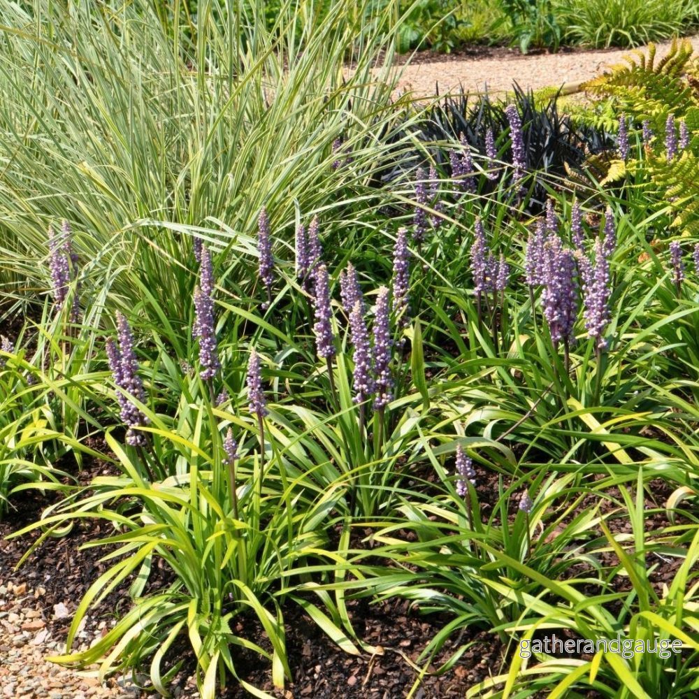 3 x Liriope muscari 'Ingwersen' - Bild 3