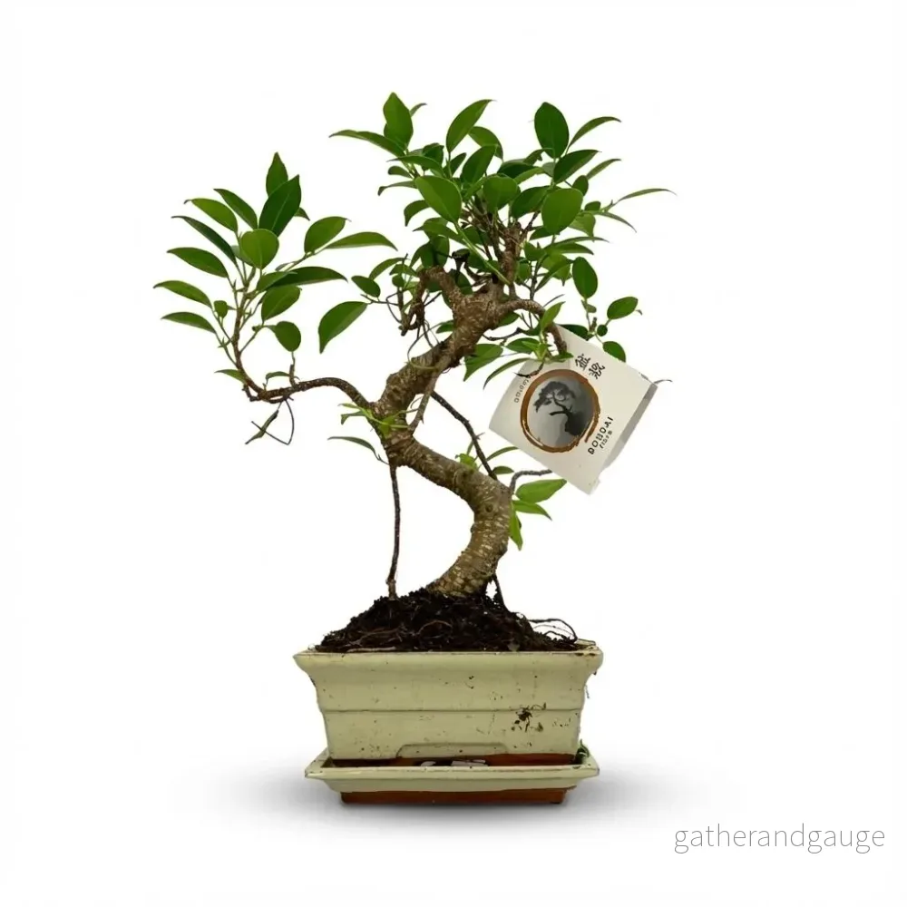 Bonsai S vorm Boom - Ø 15 cm - Hoogte: 30-35 cm (mix keramiek) - Bild 2