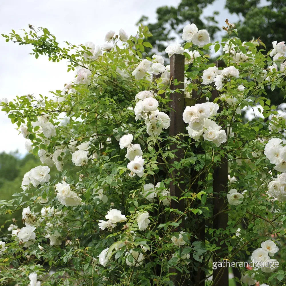 Klätterros (Rosa) 'White Climber'