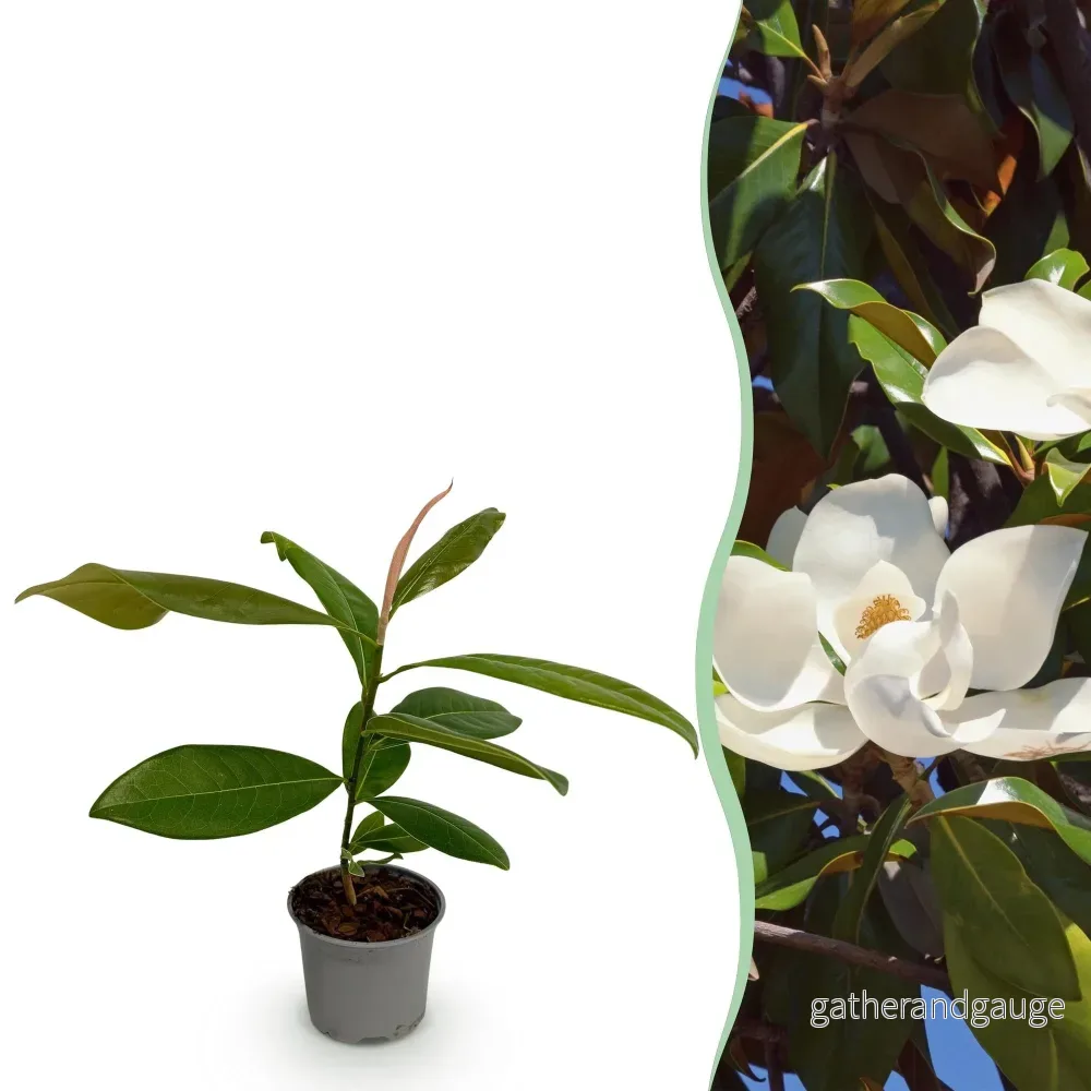 Magnolia Med Stora Blommor (Magnolia grandiflora) - Bild 2