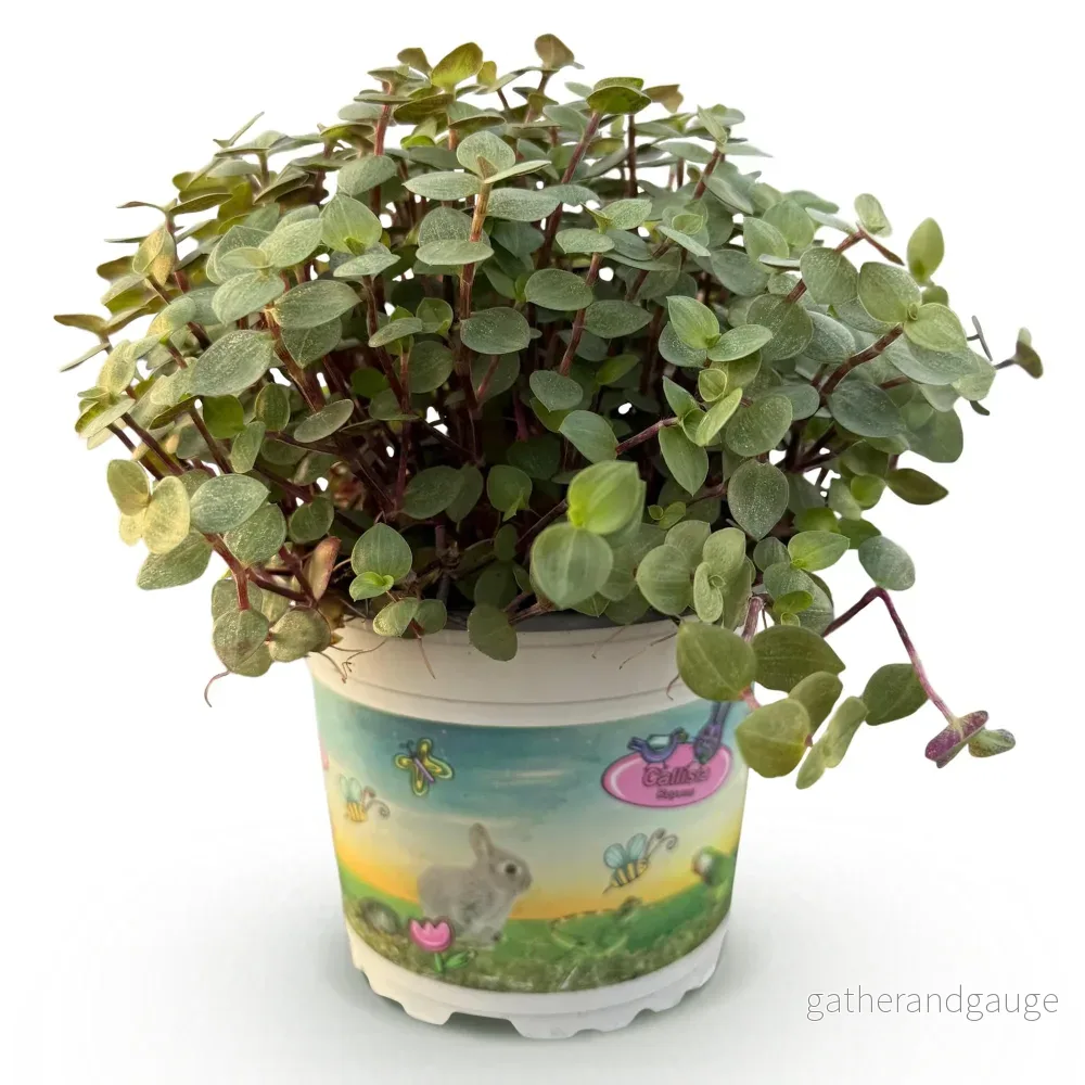 Calissia repens - Bild 3