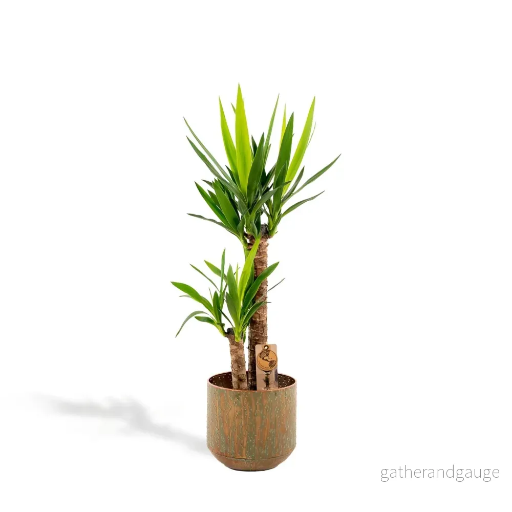 Yucca och dess cache h100cm Yucca och dess cache h100cm