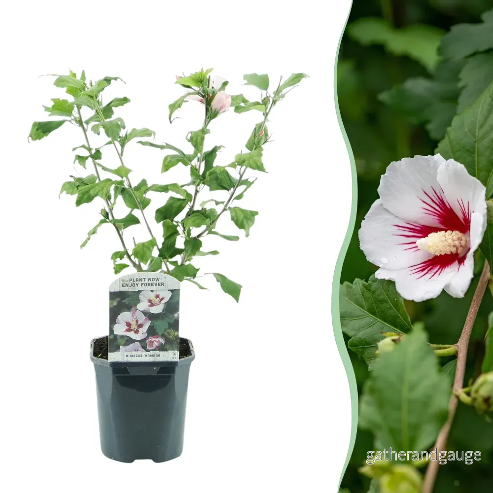 Altea (Hibiscus syriacus) 'Hamabo' - Bild 2