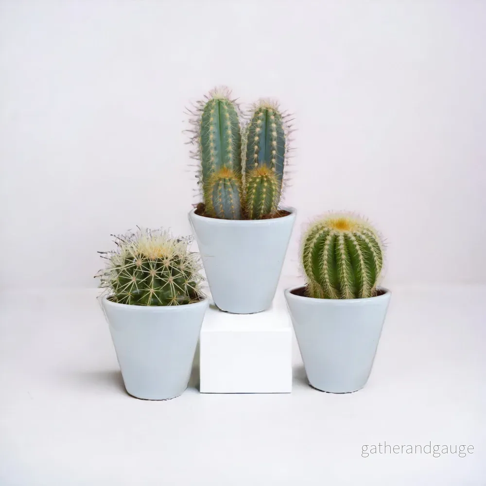 Kaktuslåda och dess vita planteringskärl – Set med 3 plantor, h18cm Kaktuslåda och dess vita planteringskärl – Set med 3 plantor, h18cm
