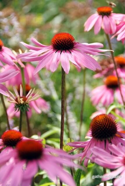 Purpurkornblomma (Echinacea purpurea) 'Magnus'