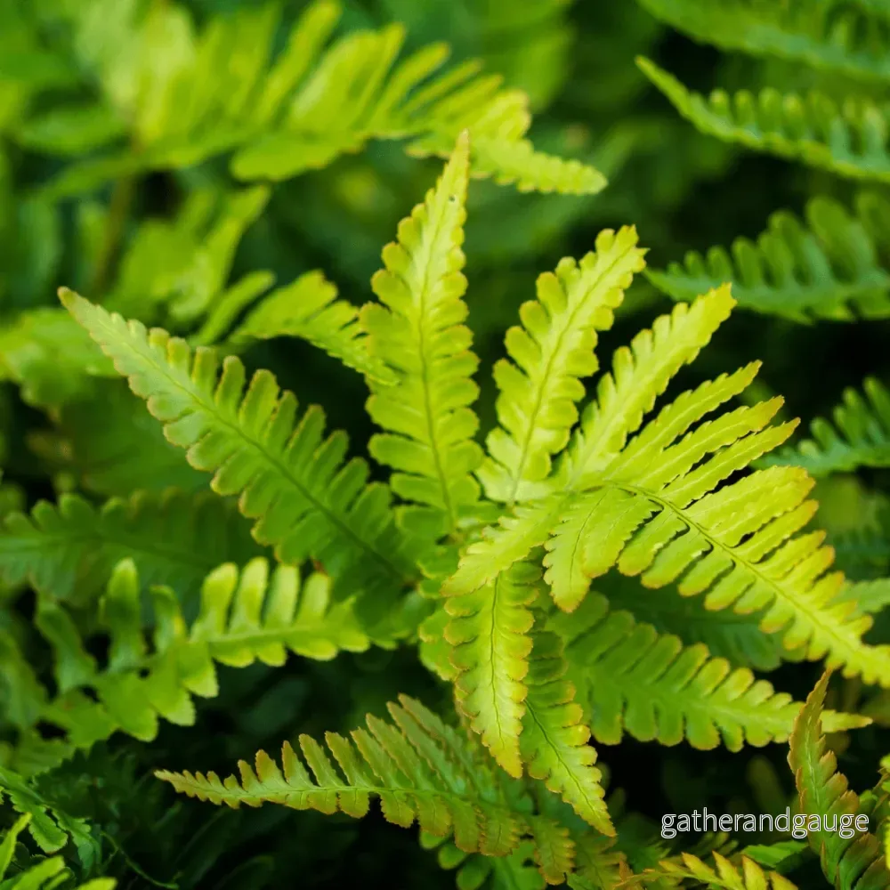 Kamfernbräken (Polystichum setiferum) ’Herrenhausen’