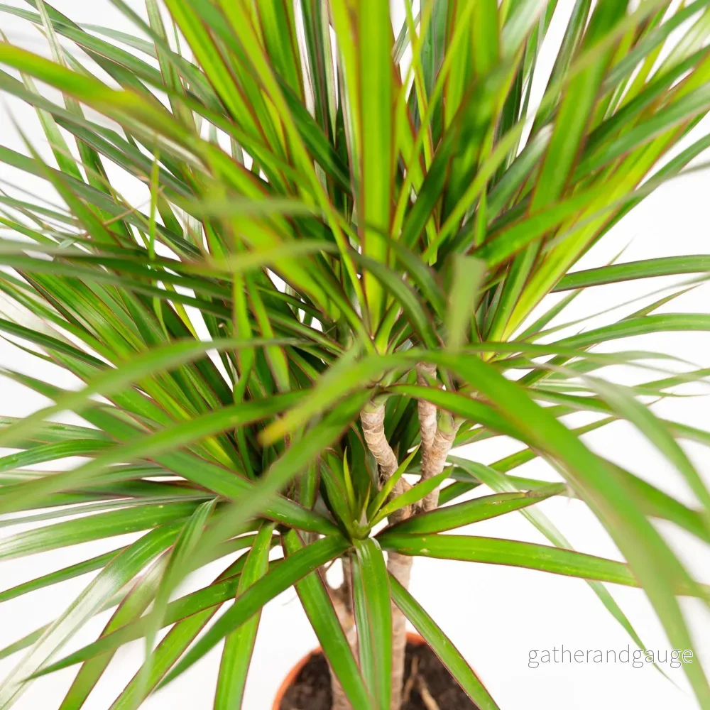 Dracaena Marginata och dess kruka - Bild 2