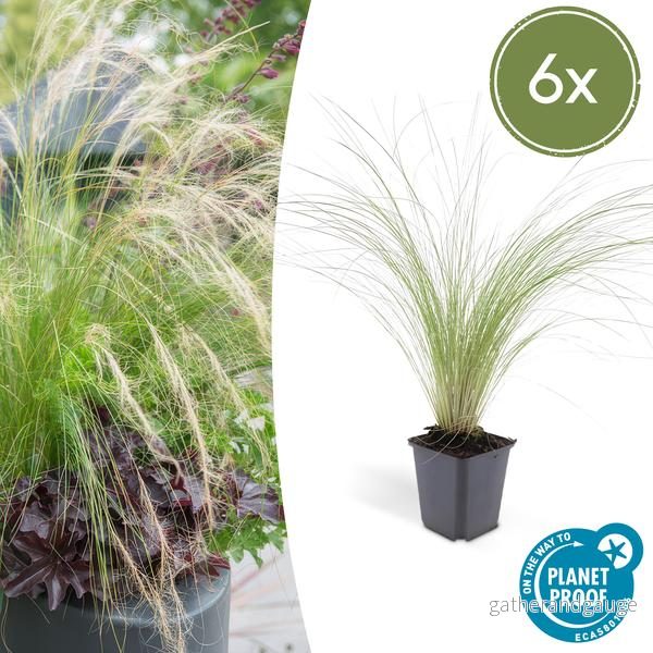 Stipa Hårstipa (Stipa tenuissima) 'Ponytails' - Fint prydnadsgräs - Bild 2