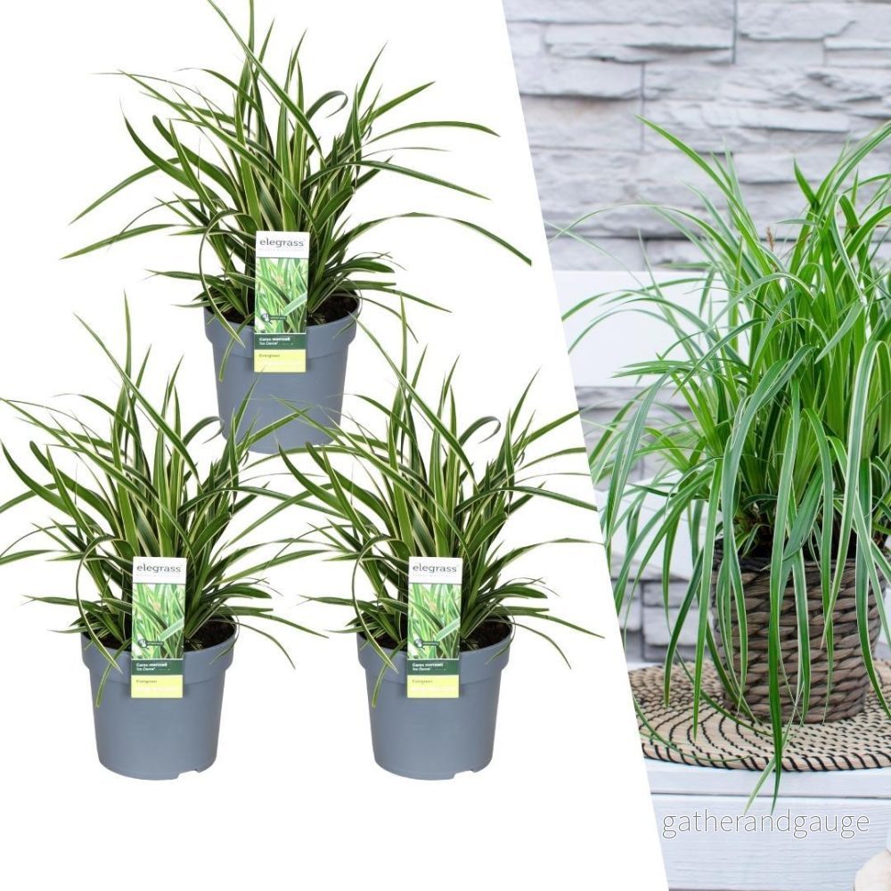 3 x Carex morrowii 'Ice Dance' - Bild 2