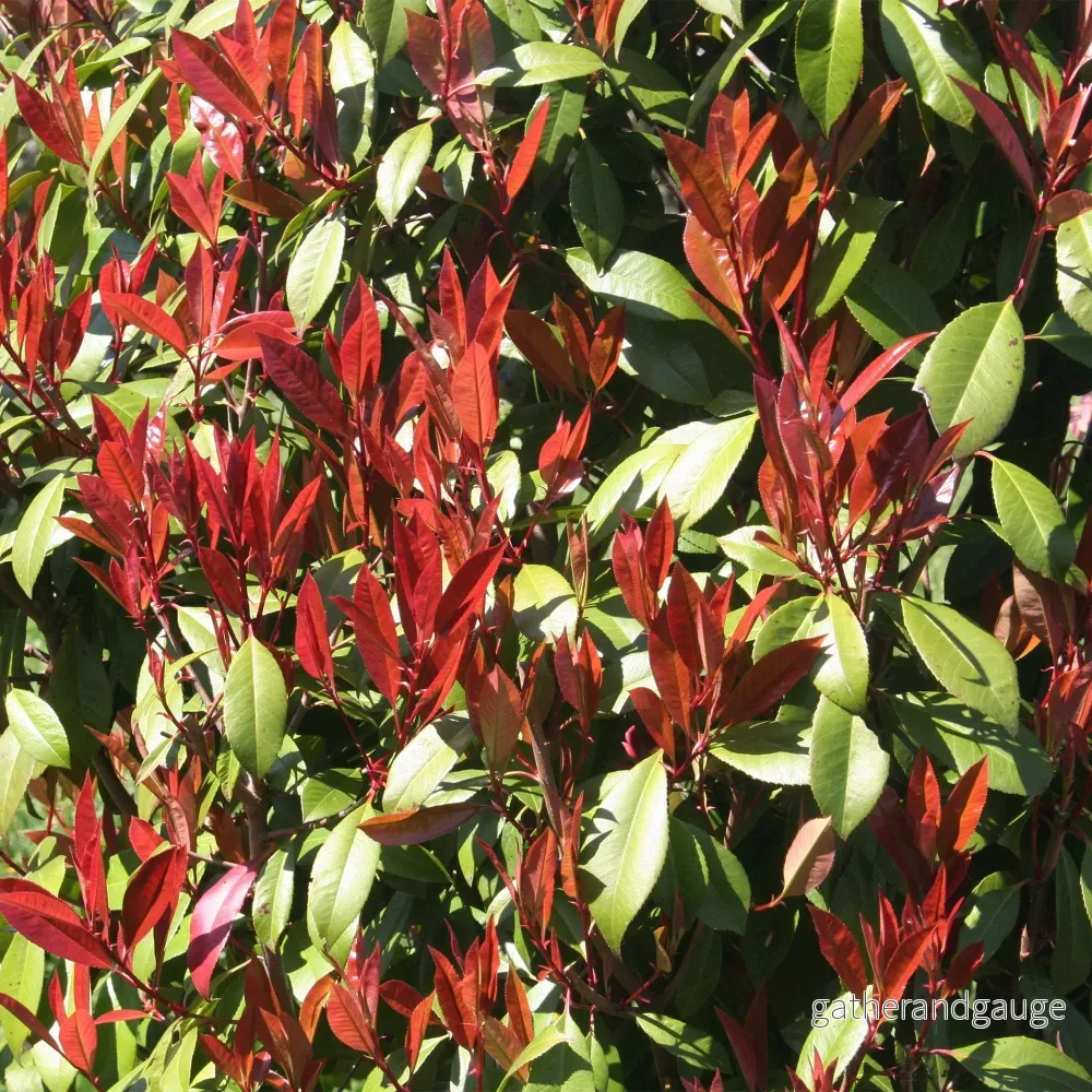 Photinia (Photinia x Fraseri) 'Carré Rouge' - Bild 3