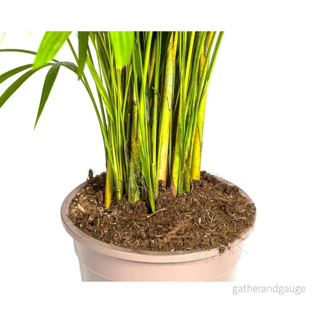 Dypsis Areca lutescens Ø27cm - ↕150 - 170cm - Bild 2