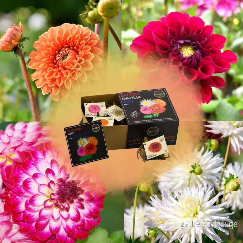 Dahlia - Lyxlåda Medium x 4 set - Bild 2