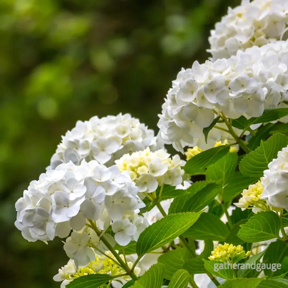 Hortensia (Hydrangea Macrophylla) ’Blanc’ – Vit trädgårdshortensia Hortensia (Hydrangea Macrophylla) ’Blanc’ – Vit trädgårdshortensia