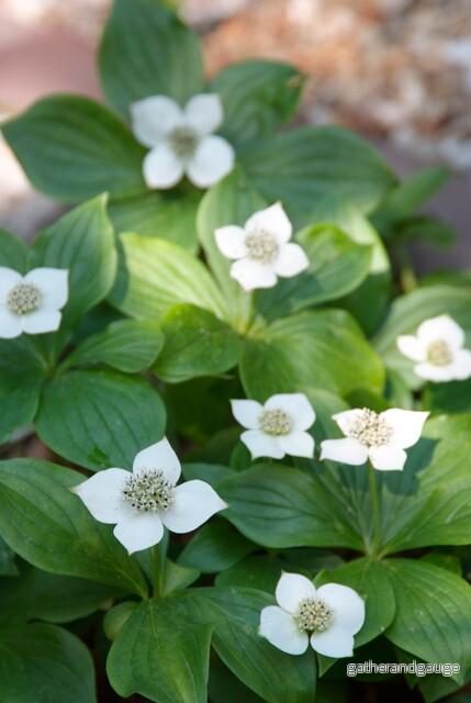 Kornellkörsbär från Kanada (Cornus Canadensis) ’Kornellkörsbär från Kanada’