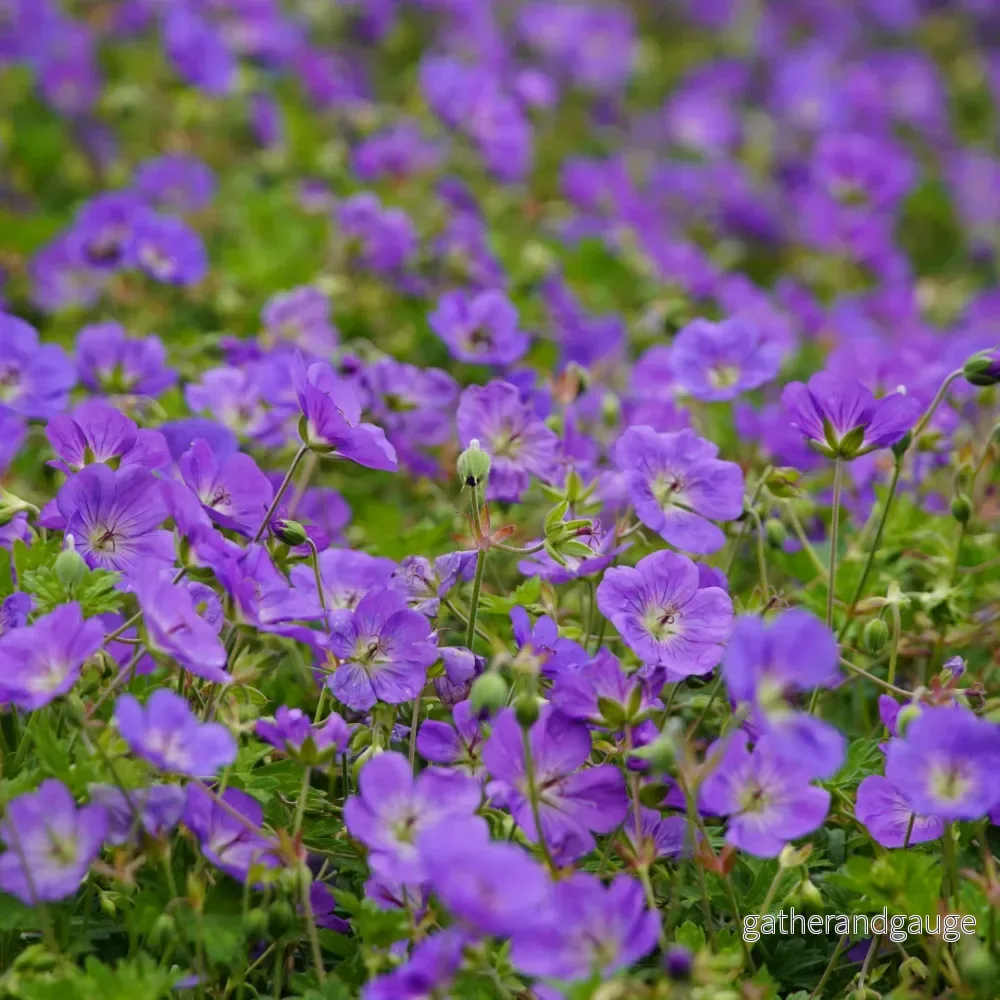 Blå Storknäbb (Geranium) ’Azure Rush’ Blå Storknäbb (Geranium) ’Azure Rush’