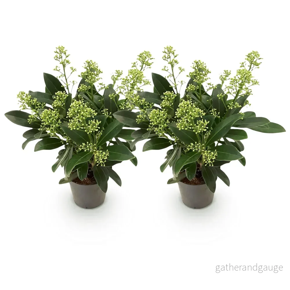Japansk Skimmia (Skimmia japonica) 'Finchy' - Bild 3