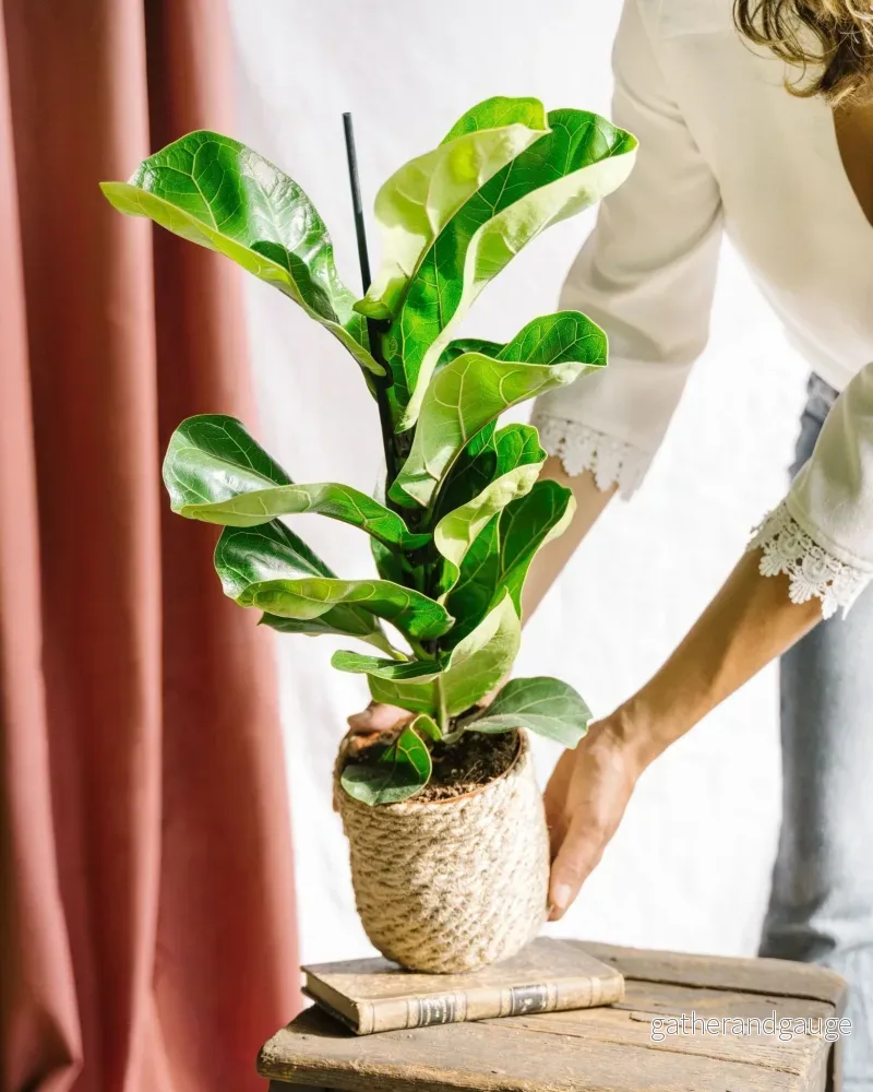 Ficus Lyrata Ficus Lyrata