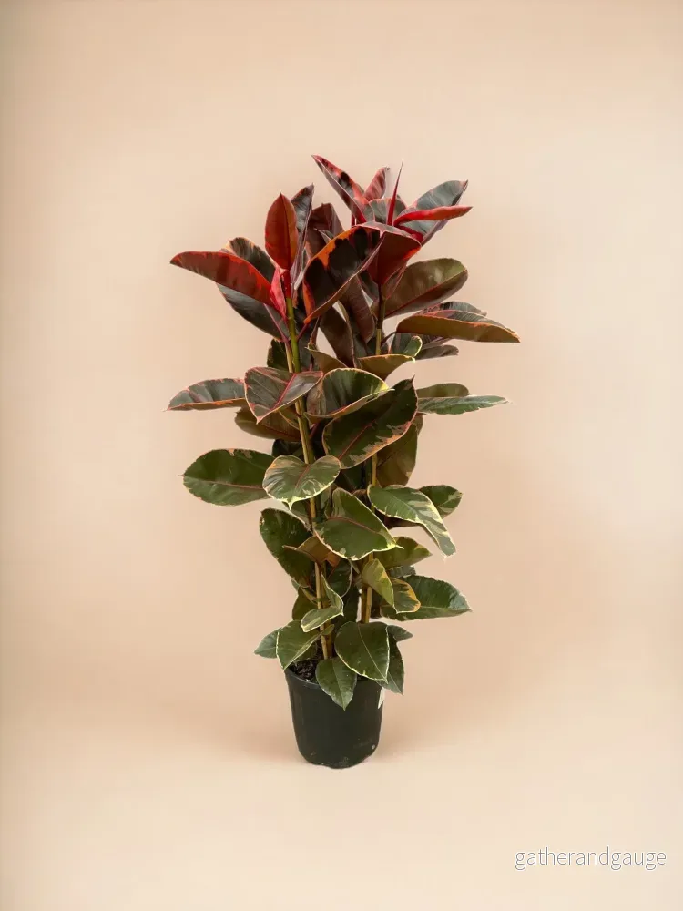 Ficus Elastica Belize Ficus Elastica Belize