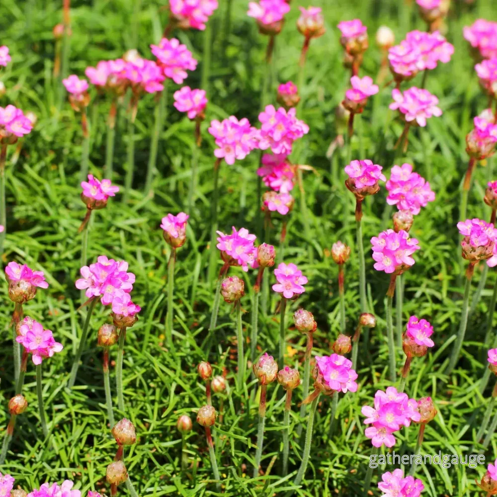 Spansk Gräs (Armeria Maritima) 'Splendens' - Bild 3