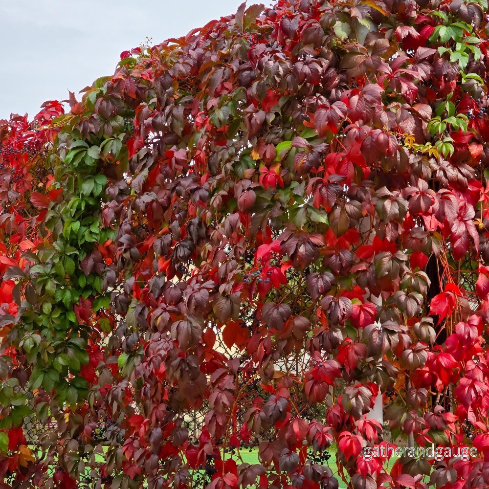 Vildvin (Parthenocissus quinquefolia) ’Engelmannii’