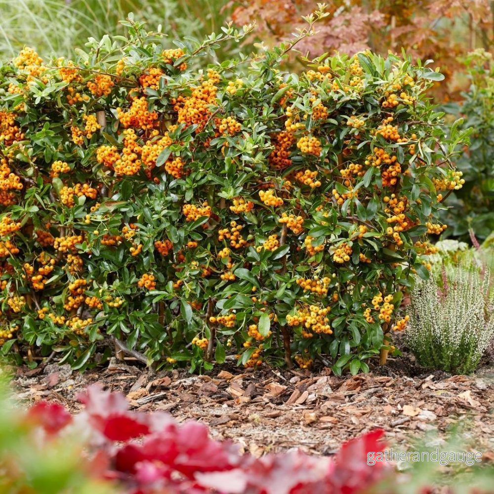Pyracantha Coccinea Sunny Star – Set om 2