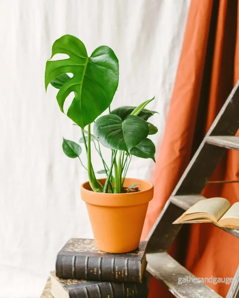 Monstera Deliciosa Monstera Deliciosa