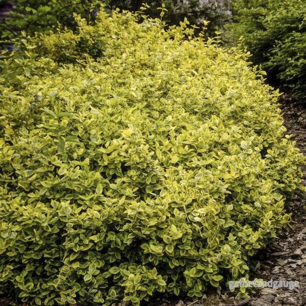 Benved Fortune (Euonymus Fortunei) ’Emerald ’n Gold’ Benved Fortune (Euonymus Fortunei) ’Emerald ’n Gold’