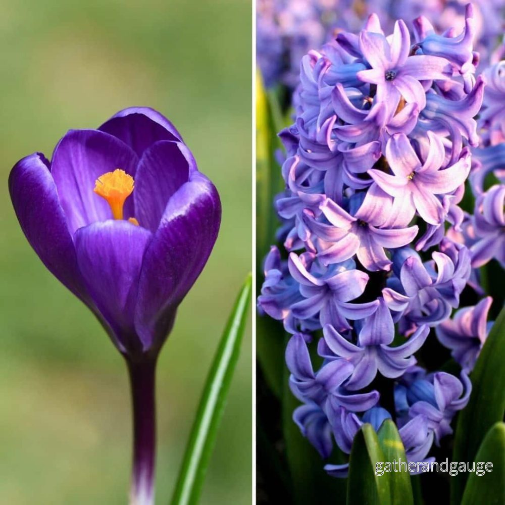 Hyacinter och krokus – 30 lökar Hyacinter och krokus – 30 lökar