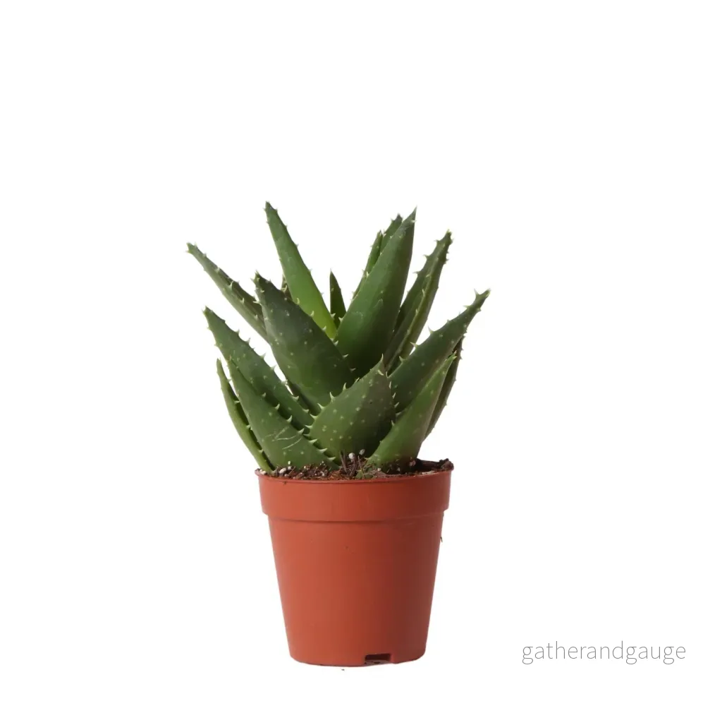 Aloë Brevifolia h20cm – succulente Aloë Brevifolia h20cm – succulente