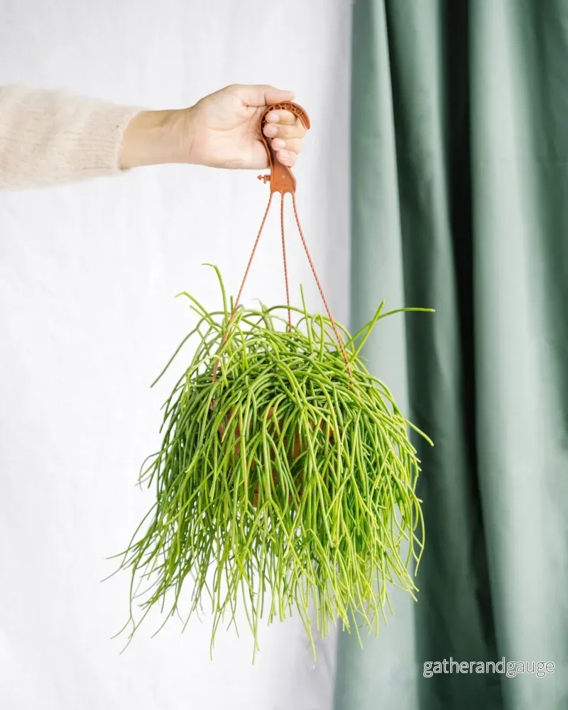 Rhipsalis Shaferi