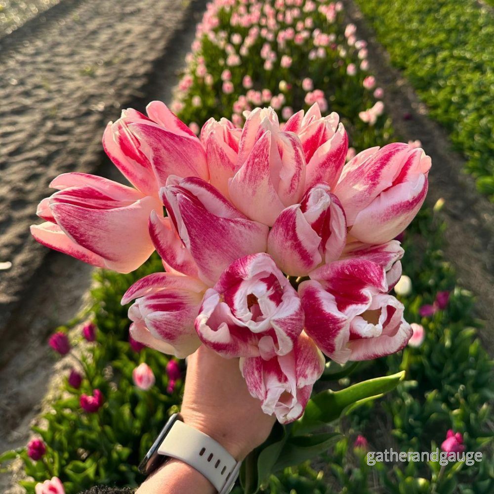 Inez Tulip - 15 lökar - Storlek 12+