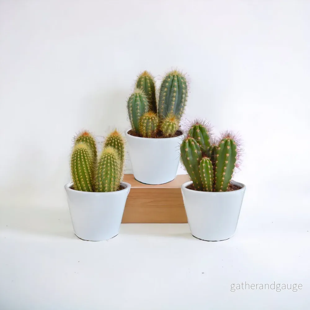 Kaktuslåda och dess vita planteringskärl – Set med 3 plantor, h23cm Kaktuslåda och dess vita planteringskärl – Set med 3 plantor, h23cm