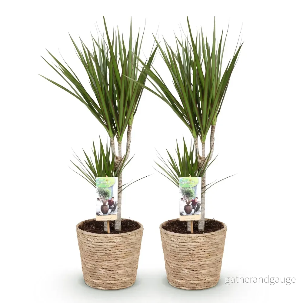 Dracaena Marginata – Set om 2 – Kruka 17 cm – Höjd 70-80 cm - Bild 3