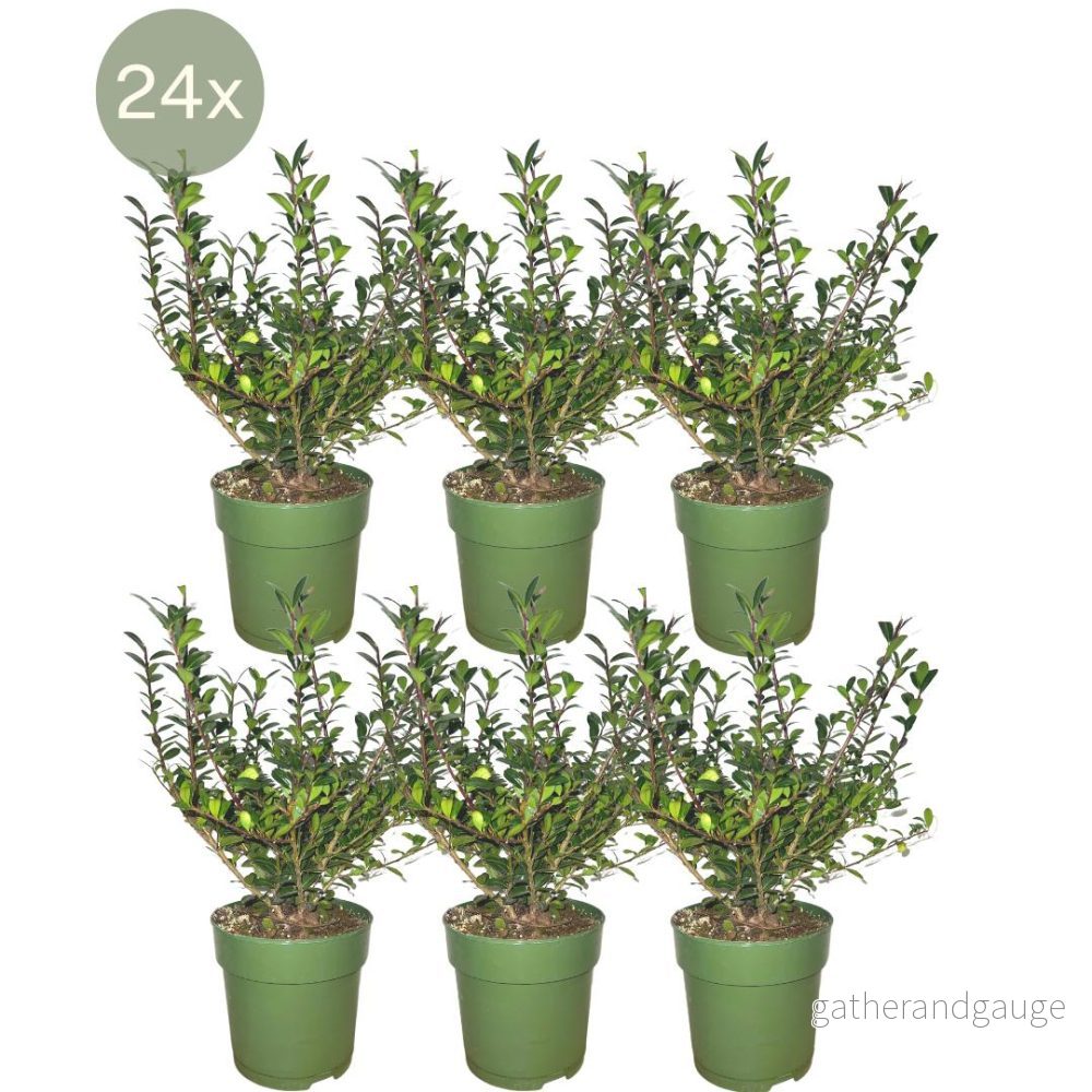 24 x Ilex crenata 'Jenny' - Bild 3